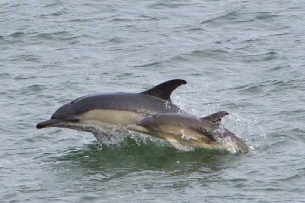 17 January 2021 - 11-34-08
It is not possible to see too many pictures of adult dolphins and their young jumping in the river Dart, Devon. Here's another.
--------------------------
Dolphins in the river Dart, Dartmouth